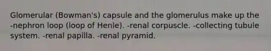 Glomerular (Bowman's) capsule and the glomerulus make up the -nephron loop (loop of Henle). -renal corpuscle. -collecting tubule system. -renal papilla. -renal pyramid.