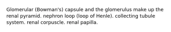 Glomerular (Bowman's) capsule and the glomerulus make up the renal pyramid. nephron loop (loop of Henle). collecting tubule system. renal corpuscle. renal papilla.