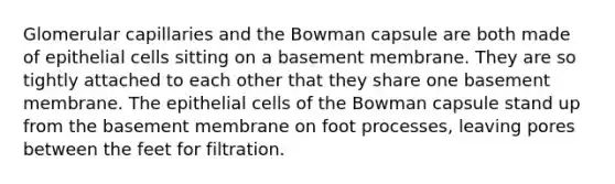 Glomerular capillaries and the Bowman capsule are both made of epithelial cells sitting on a basement membrane. They are so tightly attached to each other that they share one basement membrane. The epithelial cells of the Bowman capsule stand up from the basement membrane on foot processes, leaving pores between the feet for filtration.