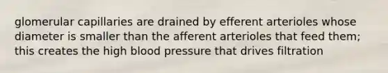 glomerular capillaries are drained by efferent arterioles whose diameter is smaller than the afferent arterioles that feed them; this creates the high blood pressure that drives filtration