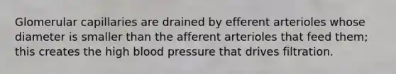 Glomerular capillaries are drained by efferent arterioles whose diameter is smaller than the afferent arterioles that feed them; this creates the high blood pressure that drives filtration.