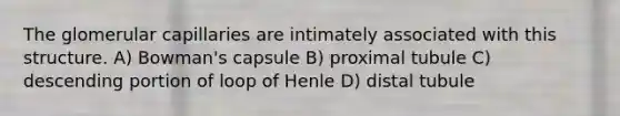 The glomerular capillaries are intimately associated with this structure. A) Bowman's capsule B) proximal tubule C) descending portion of loop of Henle D) distal tubule