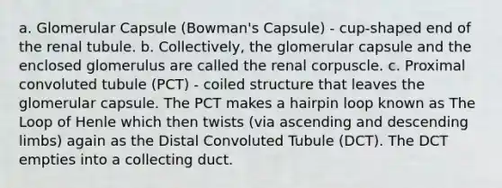 a. Glomerular Capsule (Bowman's Capsule) - cup-shaped end of the renal tubule. b. Collectively, the glomerular capsule and the enclosed glomerulus are called the renal corpuscle. c. Proximal convoluted tubule (PCT) - coiled structure that leaves the glomerular capsule. The PCT makes a hairpin loop known as The Loop of Henle which then twists (via ascending and descending limbs) again as the Distal Convoluted Tubule (DCT). The DCT empties into a collecting duct.