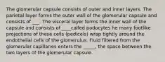 The glomerular capsule consists of outer and inner layers. The parietal layer forms the outer wall of the glomerular capsule and consists of ___. The visceral layer forms the inner wall of the capsule and consists of ____called podocytes he many footlike projections of these cells (pedicels) wrap tightly around the endothelial cells of the glomerulus. Fluid filtered from the glomerular capillaries enters the _____, the space between the two layers of the glomerular capsule.