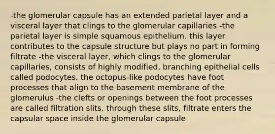 -the glomerular capsule has an extended parietal layer and a visceral layer that clings to the glomerular capillaries -the parietal layer is simple squamous epithelium. this layer contributes to the capsule structure but plays no part in forming filtrate -the visceral layer, which clings to the glomerular capillaries, consists of highly modified, branching epithelial cells called podocytes. the octopus-like podocytes have foot processes that align to the basement membrane of the glomerulus -the clefts or openings between the foot processes are called filtration slits. through these slits, filtrate enters the capsular space inside the glomerular capsule