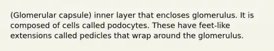 (Glomerular capsule) inner layer that encloses glomerulus. It is composed of cells called podocytes. These have feet-like extensions called pedicles that wrap around the glomerulus.
