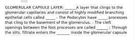 GLOMERULAR CAPSULE LAYER: ______A layer that clings to the glomerular capillaries and consist of highly modified branching epithelial cells called _____ - The Podocytes have _____ processes that cling to the basement of the glomerulus. - The cleft openings between the foot processes are called ______ ; Through the slits, filtrate enters the _______ inside the glomerular capsule