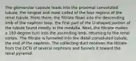 The glomerular capsule leads into the proximal convoluted tubule, the longest and most coiled of the four regions of the renal tubule. From there, the filtrate flows into the descending limb of the nephron loop, the first part of the U-shaped portion of the tubule found mostly in the medulla. Next, the filtrate makes a 180-degree turn into the ascending limb, returning to the renal cortex. The filtrate is funneled into the distal convoluted tubule, the end of the nephron. The collecting duct receives the filtrate from the DCTs of several nephrons and funnels it toward the renal pyramid.