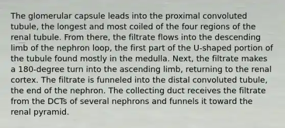 The glomerular capsule leads into the proximal convoluted tubule, the longest and most coiled of the four regions of the renal tubule. From there, the filtrate flows into the descending limb of the nephron loop, the first part of the U-shaped portion of the tubule found mostly in the medulla. Next, the filtrate makes a 180-degree turn into the ascending limb, returning to the renal cortex. The filtrate is funneled into the distal convoluted tubule, the end of the nephron. The collecting duct receives the filtrate from the DCTs of several nephrons and funnels it toward the renal pyramid.