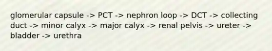 glomerular capsule -> PCT -> nephron loop -> DCT -> collecting duct -> minor calyx -> major calyx -> renal pelvis -> ureter -> bladder -> urethra