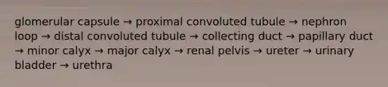 glomerular capsule → proximal convoluted tubule → nephron loop → distal convoluted tubule → collecting duct → papillary duct → minor calyx → major calyx → renal pelvis → ureter → urinary bladder → urethra