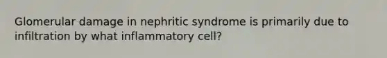 Glomerular damage in nephritic syndrome is primarily due to infiltration by what inflammatory cell?