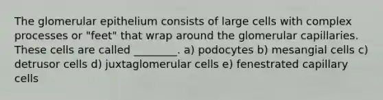 The glomerular epithelium consists of large cells with complex processes or "feet" that wrap around the glomerular capillaries. These cells are called ________. a) podocytes b) mesangial cells c) detrusor cells d) juxtaglomerular cells e) fenestrated capillary cells