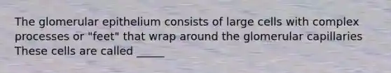 The glomerular epithelium consists of large cells with complex processes or "feet" that wrap around the glomerular capillaries These cells are called _____