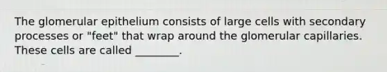 The glomerular epithelium consists of large cells with secondary processes or "feet" that wrap around the glomerular capillaries. These cells are called ________.