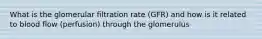 What is the glomerular filtration rate (GFR) and how is it related to blood flow (perfusion) through the glomerulus