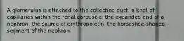 A glomerulus is attached to the collecting duct. a knot of capillaries within the renal corpuscle. the expanded end of a nephron. the source of erythropoietin. the horseshoe-shaped segment of the nephron.