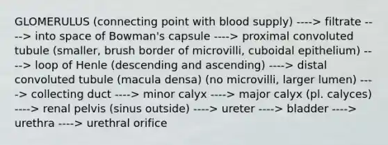 GLOMERULUS (connecting point with blood supply) ----> filtrate ----> into space of Bowman's capsule ----> proximal convoluted tubule (smaller, brush border of microvilli, cuboidal epithelium) ----> loop of Henle (descending and ascending) ----> distal convoluted tubule (macula densa) (no microvilli, larger lumen) ----> collecting duct ----> minor calyx ----> major calyx (pl. calyces) ----> renal pelvis (sinus outside) ----> ureter ----> bladder ----> urethra ----> urethral orifice