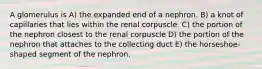 A glomerulus is A) the expanded end of a nephron. B) a knot of capillaries that lies within the renal corpuscle. C) the portion of the nephron closest to the renal corpuscle D) the portion of the nephron that attaches to the collecting duct E) the horseshoe-shaped segment of the nephron.