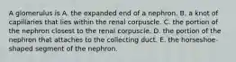 A glomerulus is A. the expanded end of a nephron. B. a knot of capillaries that lies within the renal corpuscle. C. the portion of the nephron closest to the renal corpuscle. D. the portion of the nephron that attaches to the collecting duct. E. the horseshoe-shaped segment of the nephron.