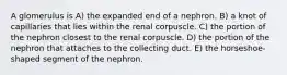 A glomerulus is A) the expanded end of a nephron. B) a knot of capillaries that lies within the renal corpuscle. C) the portion of the nephron closest to the renal corpuscle. D) the portion of the nephron that attaches to the collecting duct. E) the horseshoe-shaped segment of the nephron.