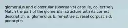 glomerulus and glomerular (Bowman's) capsule, collectively Match the part of the glomerular structure with its correct description. a. glomerulus b. fenestrae c. renal corpuscle d. podocytes