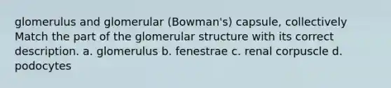 glomerulus and glomerular (Bowman's) capsule, collectively Match the part of the glomerular structure with its correct description. a. glomerulus b. fenestrae c. renal corpuscle d. podocytes