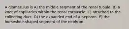 A glomerulus is A) the middle segment of the renal tubule. B) a knot of capillaries within the renal corpuscle. C) attached to the collecting duct. D) the expanded end of a nephron. E) the horseshoe-shaped segment of the nephron.