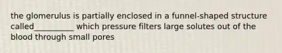 the glomerulus is partially enclosed in a funnel-shaped structure called__________ which pressure filters large solutes out of the blood through small pores