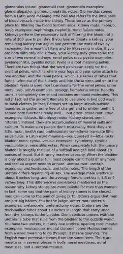 glomerulus (plural: glomeruli) root: glomerul/o examples: glomerulopathy, glomerulonephritis notes: Glomerulus comes from a Latin word meaning little ball and refers to the little balls of blood vessels inside the kidney. These serve as the primary place for filtering the blood to form urine. kidney roots: nephr/o, ren/o examples: nephrology, nephritis, renal failure notes: Kidneys perform the necessary task of filtering the blood—at a rate of 200 quarts per day. If you lose or donate a kidney, your remaining kidney can adjust and perform the work of two by increasing the amount it filters and by increasing in size. If you are born with only one kidney, your kidney may grow to be the size of two normal kidneys. renal pelvis root: pyel/o examples: pyelonephritis, pyelitis notes: Pyelo is a root meaning pelvis. There are two things that the word pelvis can apply to: the skeletal pelvis, which is where your legs and your spine attach to one another; and the renal pelvis, which is a series of tubes that funnel urine out of the kidneys and into the ureters and on to the bladder. Pyelo is used most commonly for the renal pelvis. urine roots: ur/o, urin/o examples: urology, hematuria notes: Healthy urine is completely sterile and contains ammonia molecules. This latter fact led the ancient Romans to use urine in two odd ways: to wash clothes (in fact, Romans set up large urinals outside laundries to gather urine free of charge) and to whiten teeth. It served both functions really well ... but gross. stone root: lith/o examples: lithiasis, lithotripsy notes: Kidney stones aren't "stones"; instead, they are accumulations of mineral salts and calcium. To make sure people don't mistakenly think they are little rocks, health care professionals sometimes translate litho as calculus, a Latin word meaning—you guessed it—little rocks. bladder roots: cyst/o, vesic/o examples: cystotomy, cystitis, vesiculotomy, vesiculitis notes: When completely full, the urinary bladder is roughly the size of a softball and can hold about 18 ounces of liquid. But it rarely reaches capacity. When the bladder is only about a quarter full, most people can't "hold it" anymore and feel an urgent need to urinate. urethra root: urethr/o examples: urethrostenosis, urethritis notes: The length of the urethra differs depending on sex. The average male urethra is about 8 inches long, and the average female urethra is 1.5 to 2 inches long. This difference is sometimes mentioned as the reason why kidney stones are more painful for men than women; in fact, some say that the pain of kidney stones is the closest men can come to the pain of giving birth. Others argue that men are just big babies. You be the judge. ureter root: ureter/o examples: ureterocele, ureterectomy notes: Ureters are the thick-walled tubes about 10 inches in length that carry urine from the kidneys to the bladder. Don't confuse ureters with the urethra, a tube that runs from the bladder to the outside world. You have two ureters, but only one urethra. opening root: meat/o examples: meatoscope, meatal stenosis notes: Meatus comes from a word meaning to go through; it means opening. The English word permeate comes from the same term. There are meatuses in several places in body: nasal meatuses, aural meatuses, and a urethral meatus.