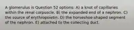 A glomerulus is Question 52 options: A) a knot of capillaries within the renal corpuscle. B) the expanded end of a nephron. C) the source of erythropoietin. D) the horseshoe-shaped segment of the nephron. E) attached to the collecting duct.