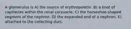 A glomerulus is A) the source of erythropoietin. B) a knot of capillaries within the renal corpuscle. C) the horseshoe-shaped segment of the nephron. D) the expanded end of a nephron. E) attached to the collecting duct.