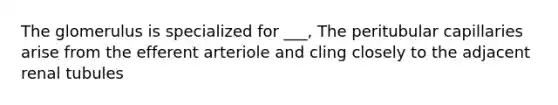 The glomerulus is specialized for ___, The peritubular capillaries arise from the efferent arteriole and cling closely to the adjacent renal tubules