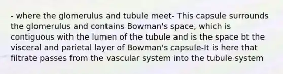 - where the glomerulus and tubule meet- This capsule surrounds the glomerulus and contains Bowman's space, which is contiguous with the lumen of the tubule and is the space bt the visceral and parietal layer of Bowman's capsule-It is here that filtrate passes from the vascular system into the tubule system