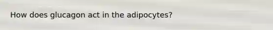 How does glucagon act in the adipocytes?