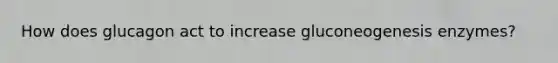 How does glucagon act to increase gluconeogenesis enzymes?