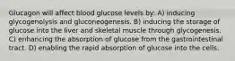 Glucagon will affect blood glucose levels by: A) inducing glycogenolysis and gluconeogenesis. B) inducing the storage of glucose into the liver and skeletal muscle through glycogenesis. C) enhancing the absorption of glucose from the gastrointestinal tract. D) enabling the rapid absorption of glucose into the cells.