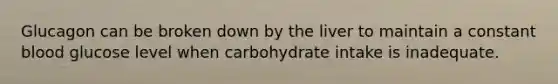 Glucagon can be broken down by the liver to maintain a constant blood glucose level when carbohydrate intake is inadequate.