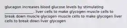 glucagon increases blood glucose levels by stimulating ________________. liver cells to make glycogen muscle cells to break down muscle glycogen muscle cells to make glycogen liver cells to break down liver glycogen