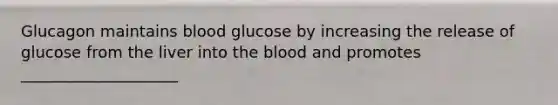 Glucagon maintains blood glucose by increasing the release of glucose from the liver into the blood and promotes ____________________