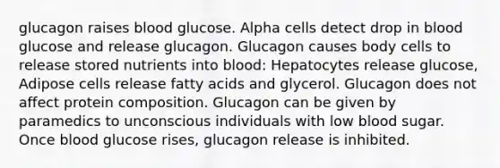 glucagon raises blood glucose. Alpha cells detect drop in blood glucose and release glucagon. Glucagon causes body cells to release stored nutrients into blood: Hepatocytes release glucose, Adipose cells release fatty acids and glycerol. Glucagon does not affect protein composition. Glucagon can be given by paramedics to unconscious individuals with low blood sugar. Once blood glucose rises, glucagon release is inhibited.