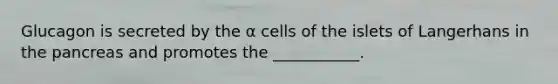 Glucagon is secreted by the α cells of the islets of Langerhans in the pancreas and promotes the ___________.