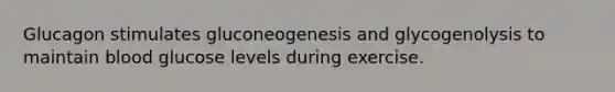 Glucagon stimulates gluconeogenesis and glycogenolysis to maintain blood glucose levels during exercise.