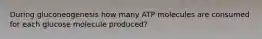 During gluconeogenesis how many ATP molecules are consumed for each glucose molecule produced?