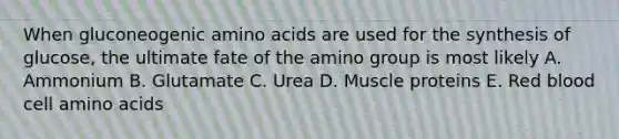 When gluconeogenic amino acids are used for the synthesis of glucose, the ultimate fate of the amino group is most likely A. Ammonium B. Glutamate C. Urea D. Muscle proteins E. Red blood cell amino acids