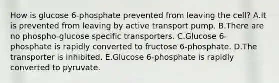 How is glucose 6-phosphate prevented from leaving the cell? A.It is prevented from leaving by active transport pump. B.There are no phospho-glucose specific transporters. C.Glucose 6-phosphate is rapidly converted to fructose 6-phosphate. D.The transporter is inhibited. E.Glucose 6-phosphate is rapidly converted to pyruvate.