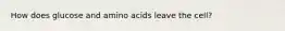 How does glucose and amino acids leave the cell?