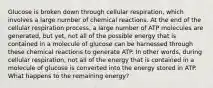 Glucose is broken down through cellular respiration, which involves a large number of chemical reactions. At the end of the cellular respiration process, a large number of ATP molecules are generated, but yet, not all of the possible energy that is contained in a molecule of glucose can be harnessed through these chemical reactions to generate ATP. In other words, during cellular respiration, not all of the energy that is contained in a molecule of glucose is converted into the energy stored in ATP. What happens to the remaining energy?