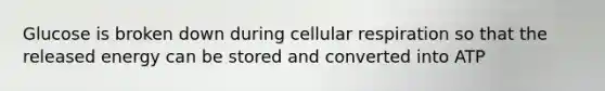 Glucose is broken down during cellular respiration so that the released energy can be stored and converted into ATP