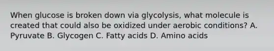 When glucose is broken down via glycolysis, what molecule is created that could also be oxidized under aerobic conditions? A. Pyruvate B. Glycogen C. Fatty acids D. <a href='https://www.questionai.com/knowledge/k9gb720LCl-amino-acids' class='anchor-knowledge'>amino acids</a>